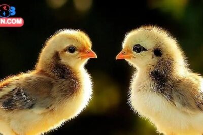 Cách Nuôi Gà Chọi Con Hiệu Quả Giúp Phát Triển Tốt