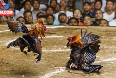 Cách Nuôi Gà Đá Hiệu Quả Với Nhiều Bí Quyết Thực Tế