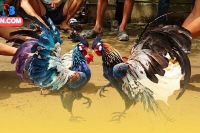 Đá gà CPC4 – Sân Chơi Hấp Dẫn Đa Dạng Tính Cạnh Tranh