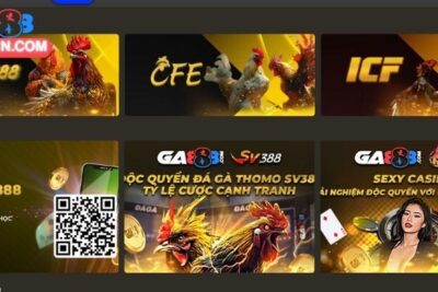 Live Đá Gà Cựa Dao Với Không Gian Kịch Tính, Hấp Dẫn